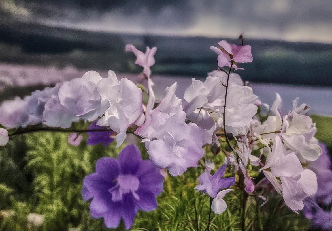 巴西德国足球对决赔率解析：历史交锋与状态前瞻(图1)